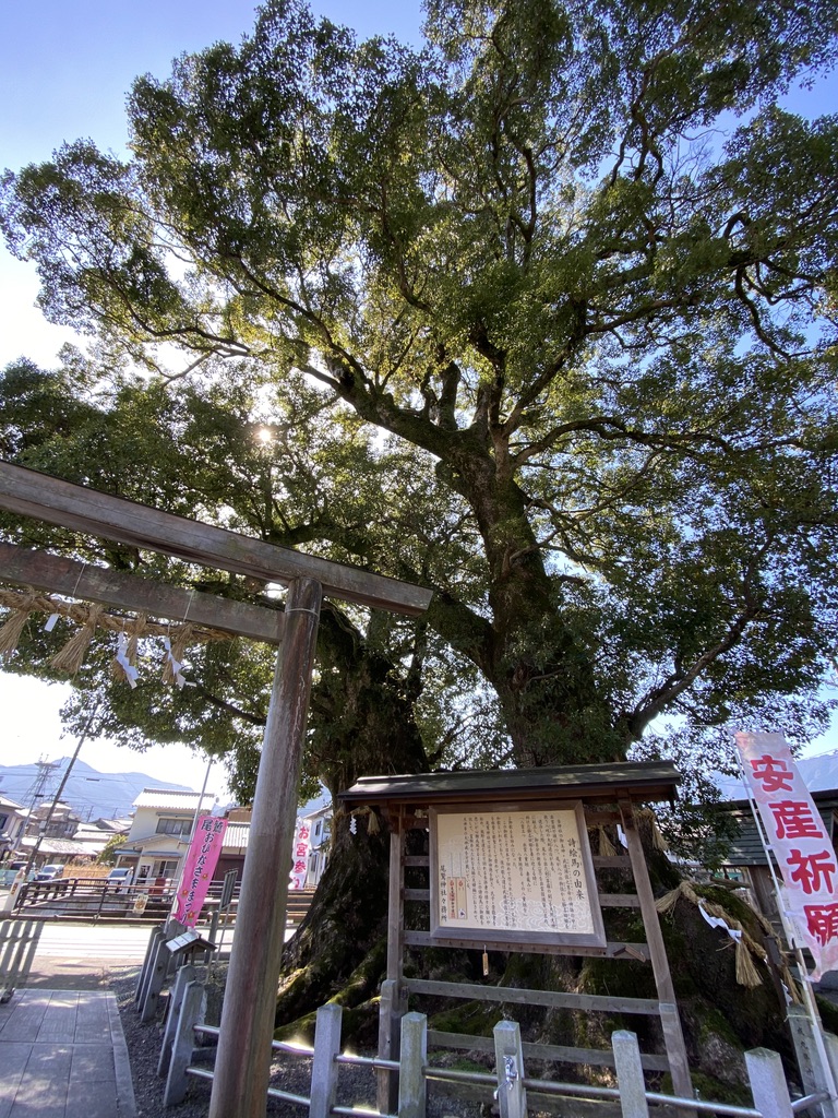 尾鷲神社 夫婦楠