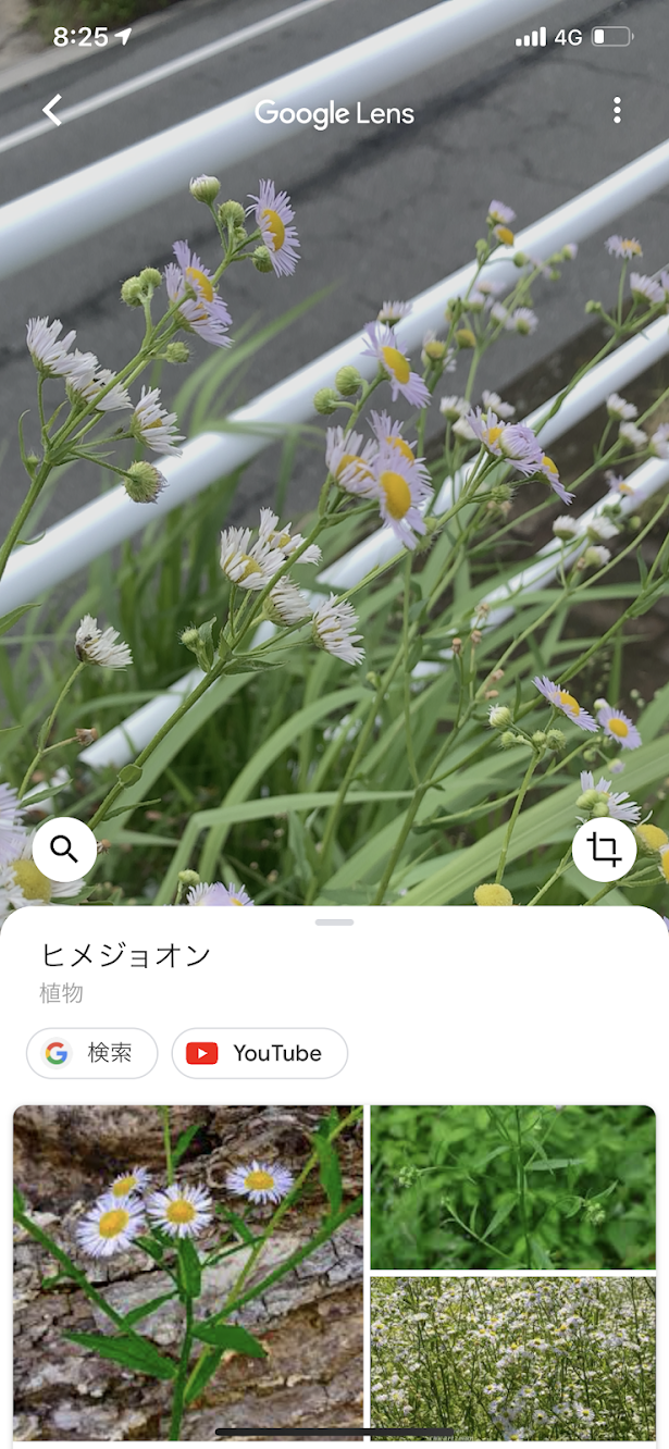 グーグルGoogleレンズ  道端の植物をiPhoneのカメラ 写真で調べられる