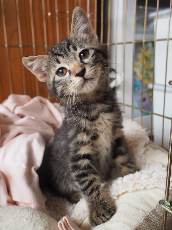 子猫がやってきて1ヶ月経ちました