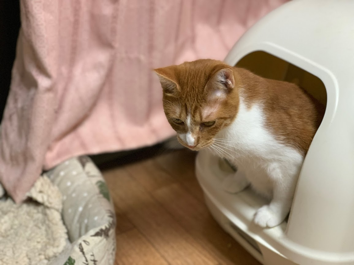【日常】猫が頻繁にトイレに行くようになったのは膀胱炎の疑い？