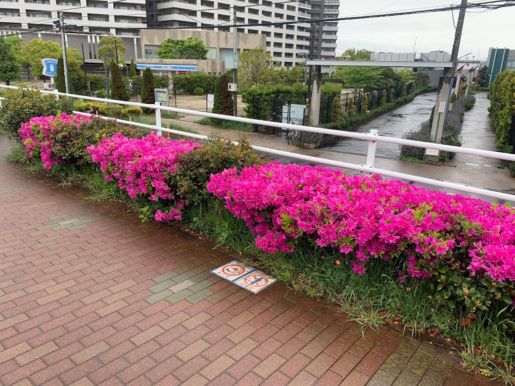 【週記】ほぼ毎日卓球の練習と試合でかぜを引いたが持ち直して安堵 した週 2019/4/29-5/5