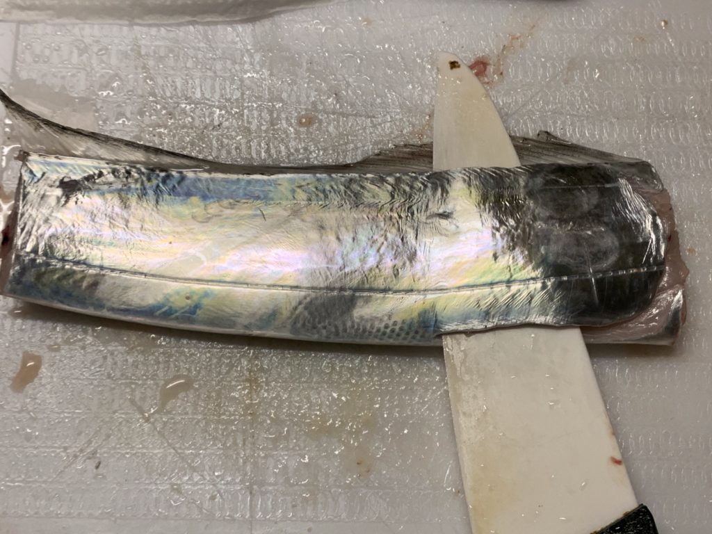 タチウオ さばく