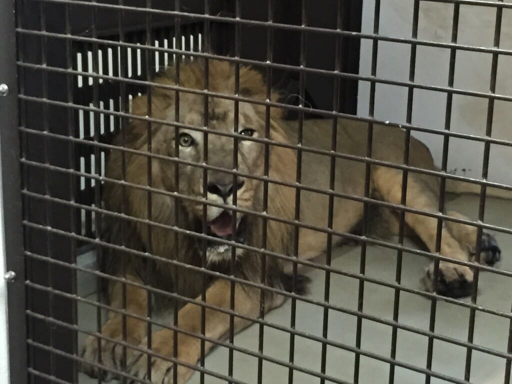野毛山動物園