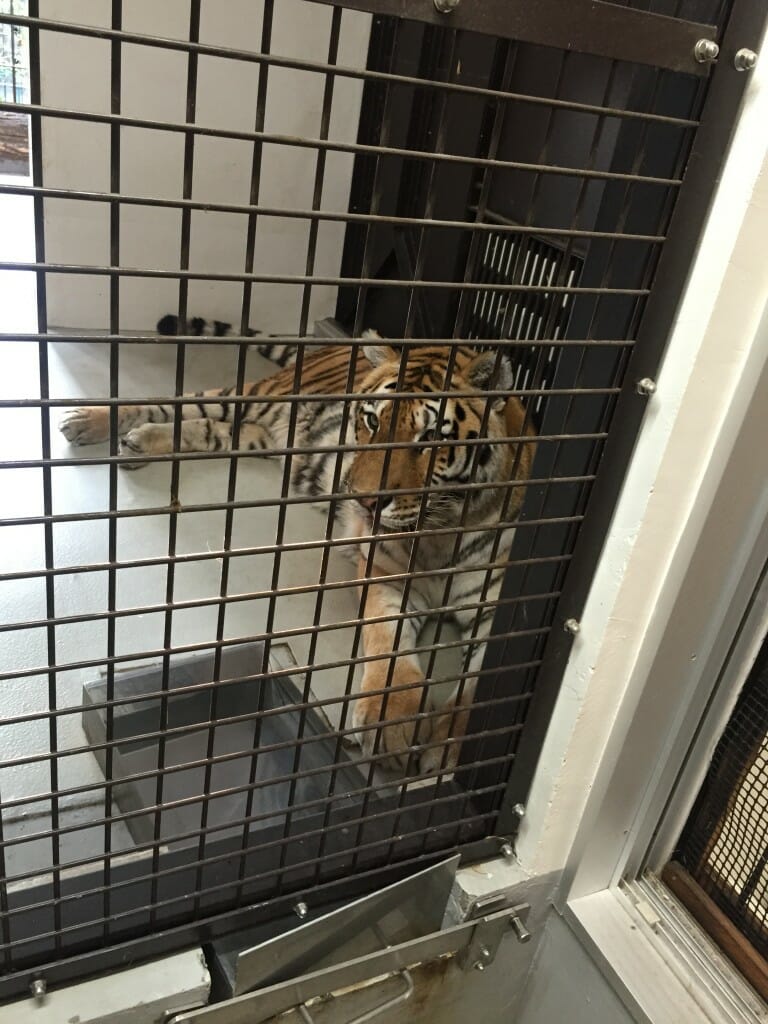 野毛山動物園