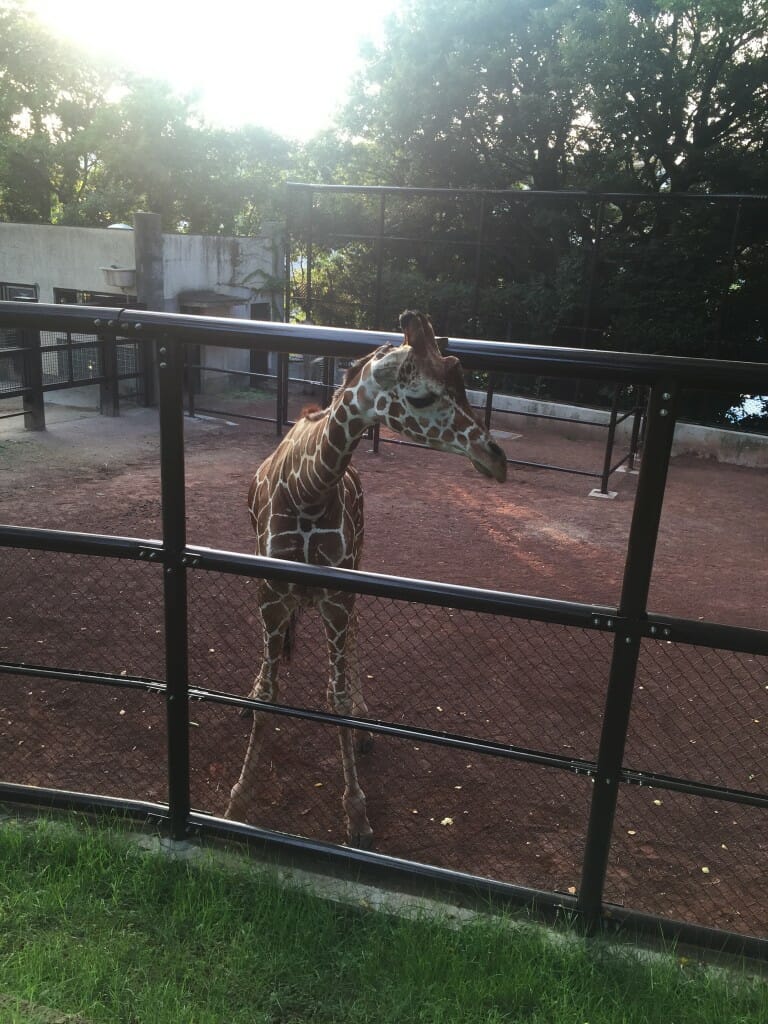 野毛山動物園