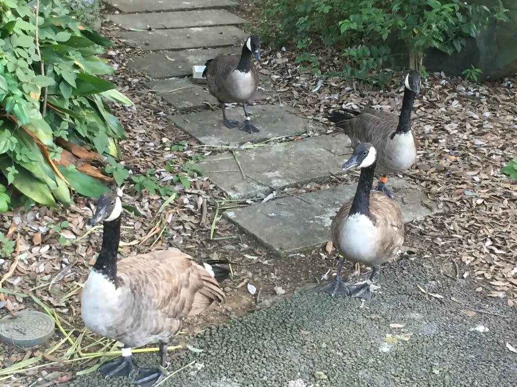 野毛山動物園