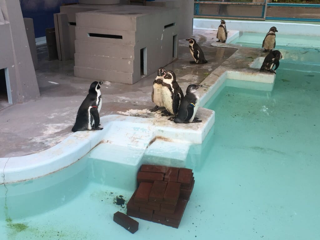 野毛山動物園