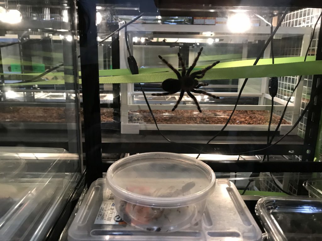 Reptile Kingdom 行徳