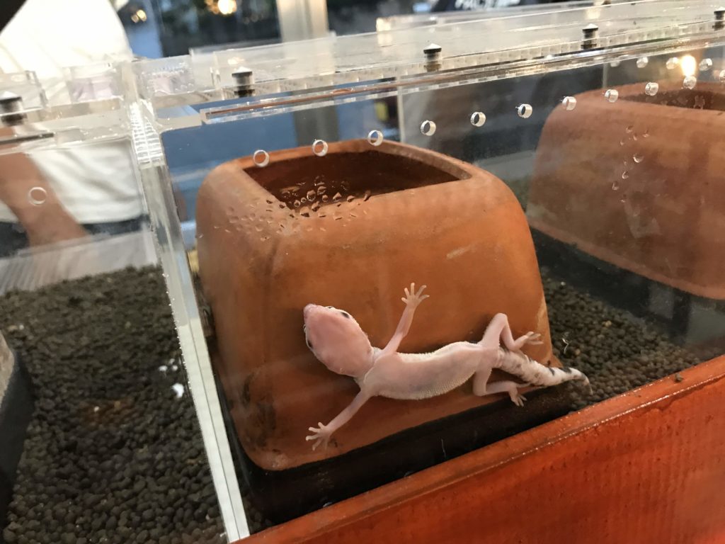 reptile kingdom