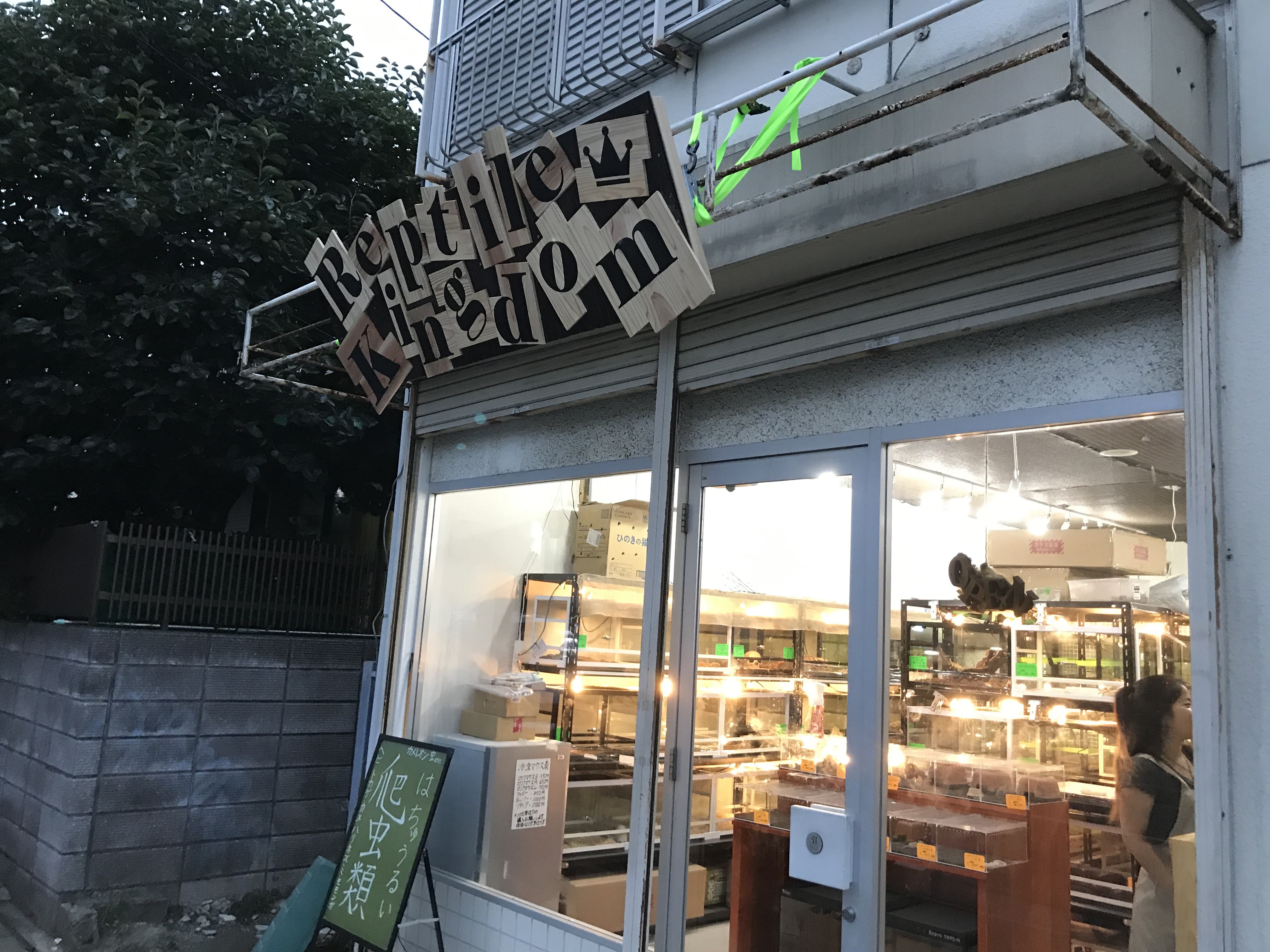 Reptile Kingdom 行徳【レビュー】珍しい爬虫類を丁寧に紹介してくれる専門店