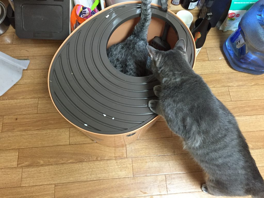 上から猫トイレ