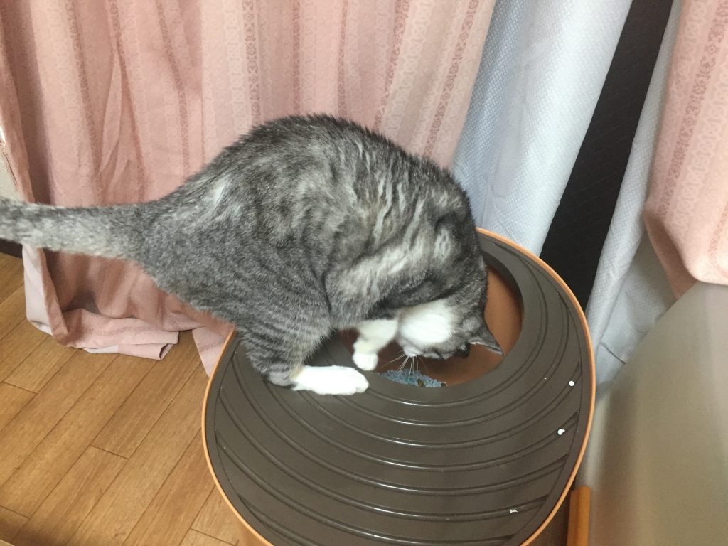 上から猫トイレ