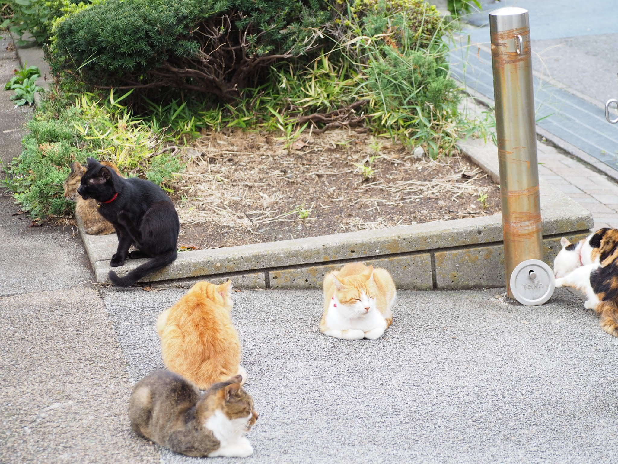 猫実(ねこざね)  【浦安散歩レビュー】猫がのんびりとたたずむ街