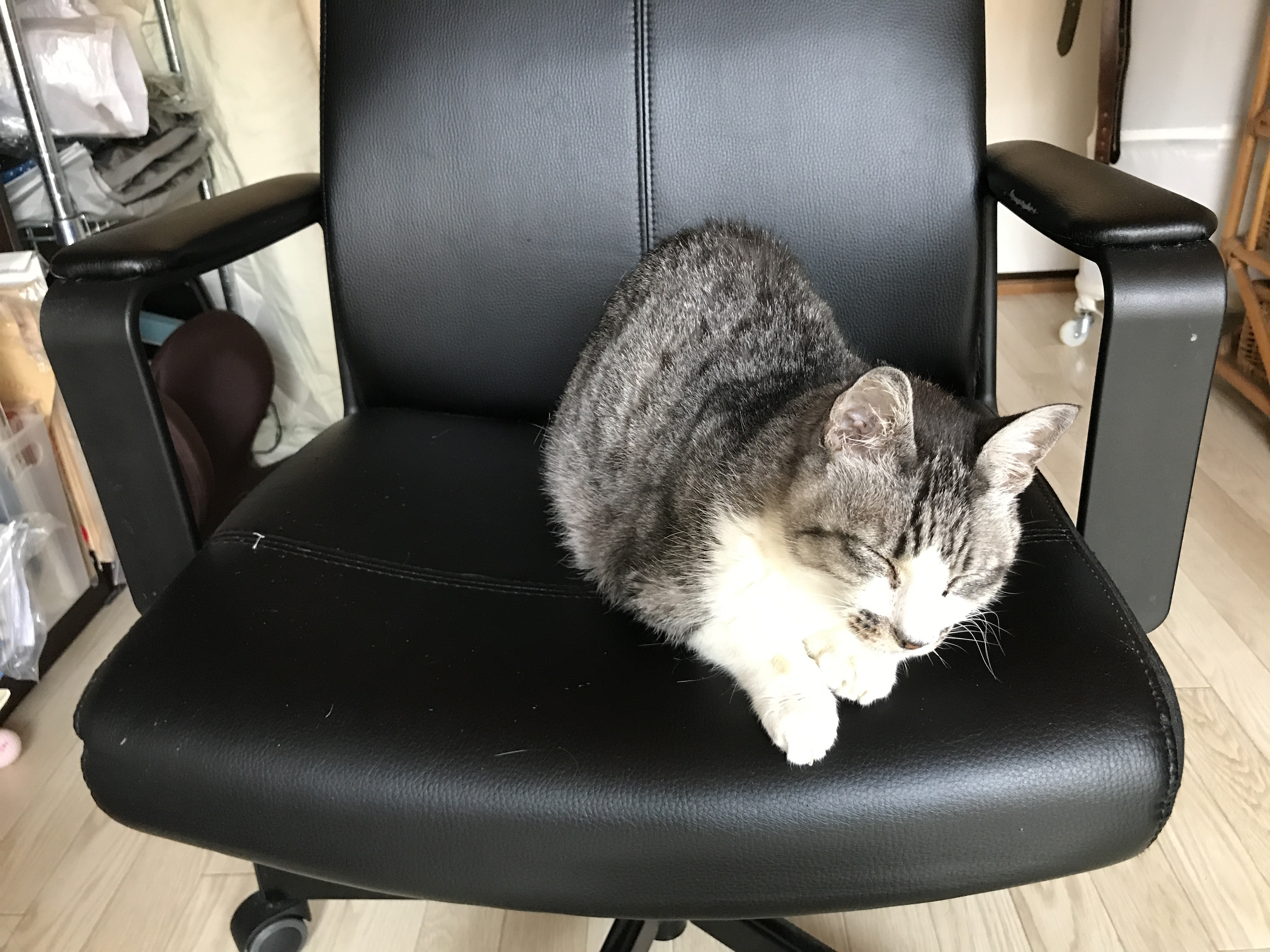 幸せになりたければねこと暮らしなさい【レビュー】樺木 宏 著 かばきみなこ 監修