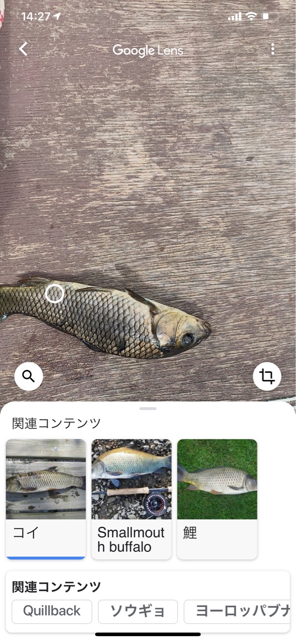 武蔵野園 釣り堀