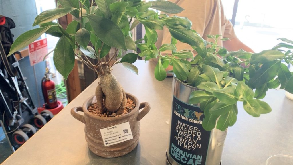 鷰 en テーブル 観葉植物