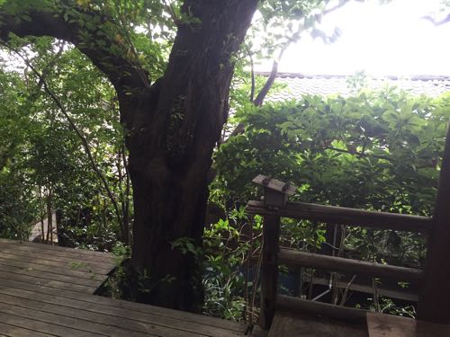 森のテラス 仙川